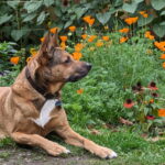 Dog gazing at flowers