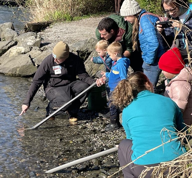 adults and children releasing salmon into Whatcom Creek