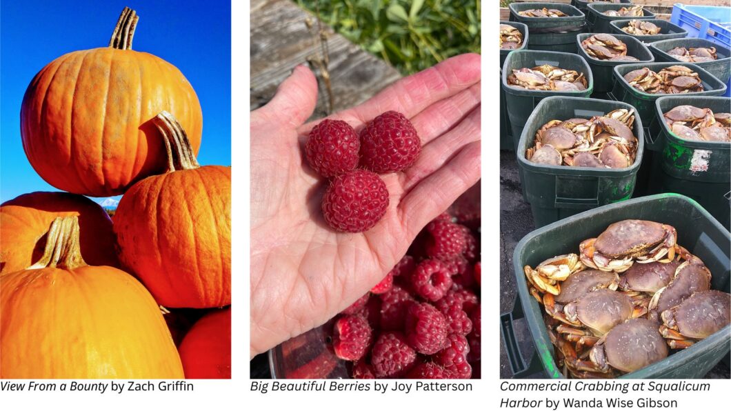 Pumpkins stacked at BellWood Acres with Mount Baker standing proudly in the background, raspberries in a person's hand, and totes full of crab.